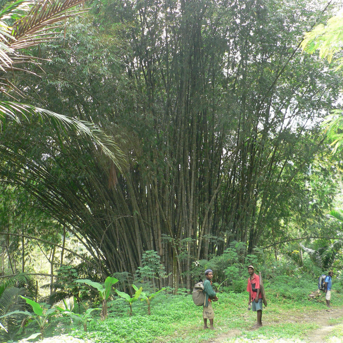 13-BambooGrove-FieldCollectingNewGuineaArt
