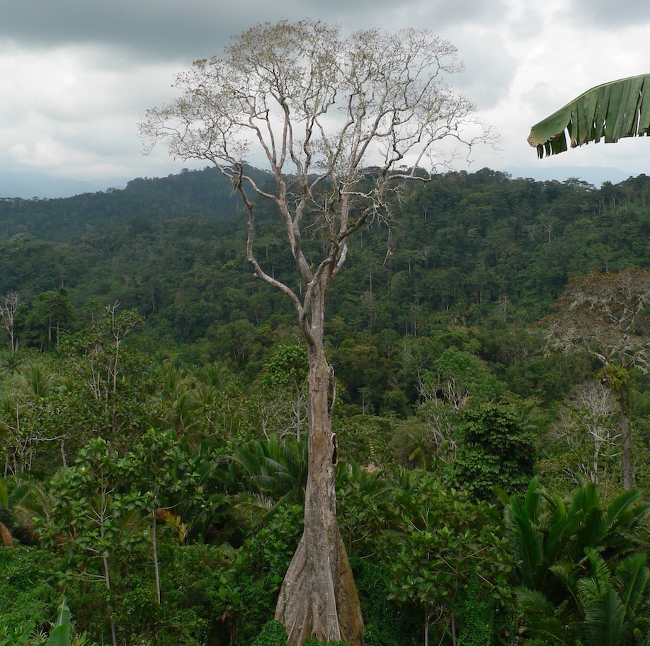 15-New-Guinea-Art-Field-Collecting-Oceanic-Art