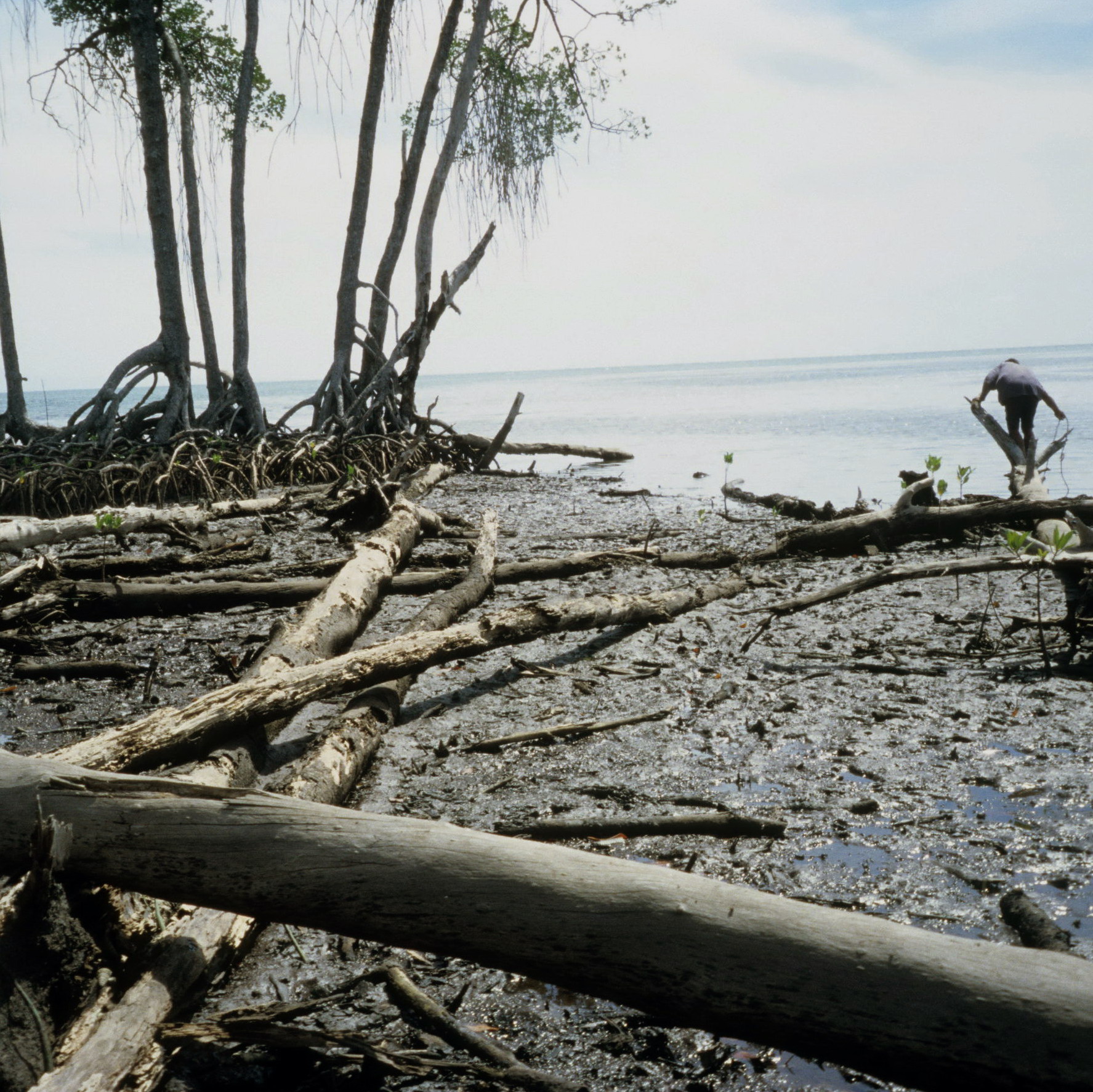 Papuan Gulf Mud and Mangroves, New Guinea Art, Oceanic Art, Tribal Art, South Pacific Art