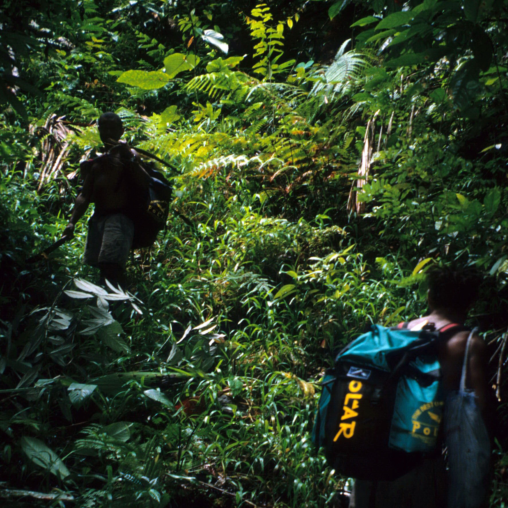 Jungle Walking-Field Collecting New Guinea Art from South Pacific