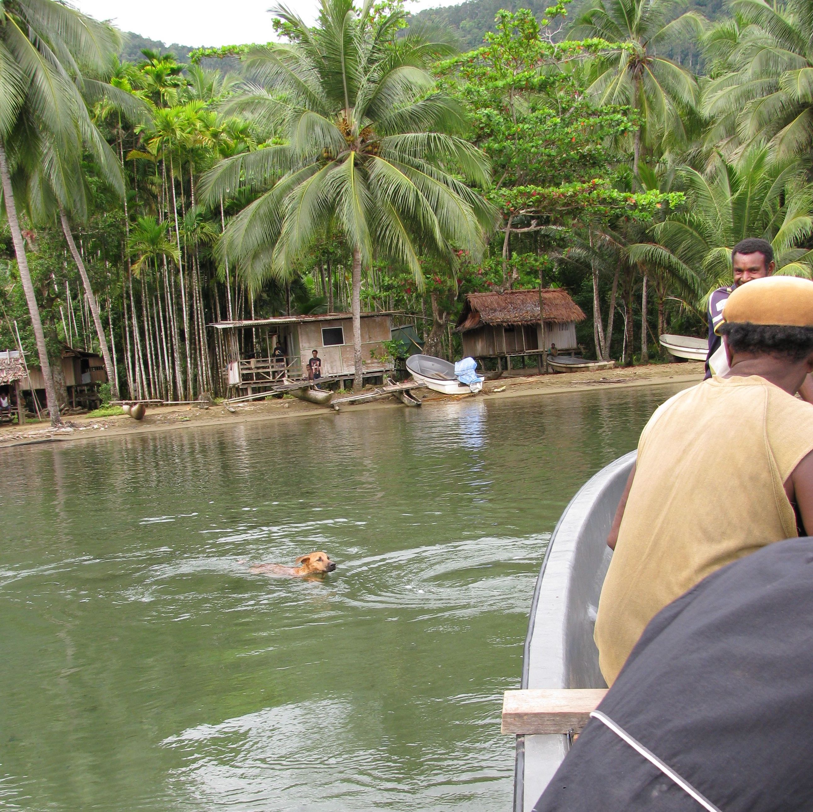 Near Morobe Village, Dog Swimming, New Guinea Art, Oceanic Art, Tribal Art, South Pacific Art