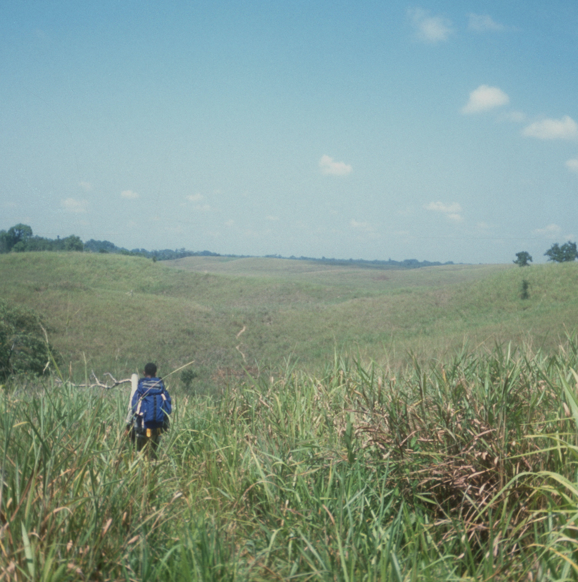 Kunai Grasslands of Sepik Plains, Hot Walking Searching for New Guinea Art