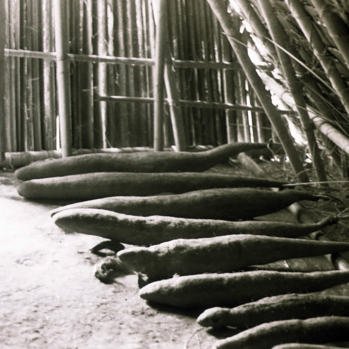 Long Yams Lined Up, Abelam Art in Context, Oceanic Art Field Photo